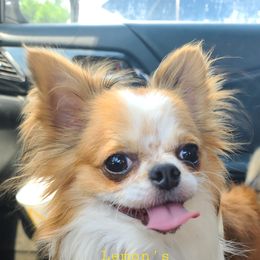 Tiger - Chihuahua