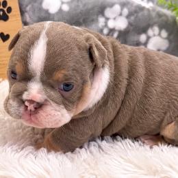 London - Lilac tri-color female Bulldog puppy in Bell Gardens, California from G bulldogs