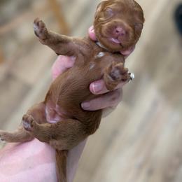 Sprout - Red male Cavapoo puppy in Colcord, Oklahoma from Copper Lane Aussies, Doodles & Cavapoos