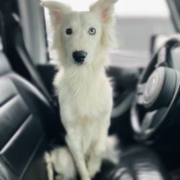 Arukah - Border Collie
