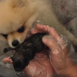 Peter - Black male Pomeranian puppy in Fort Worth, Texas from Picture Perfect Poms