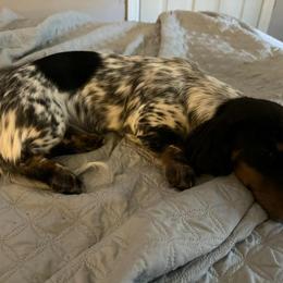 Tish - Dachshund