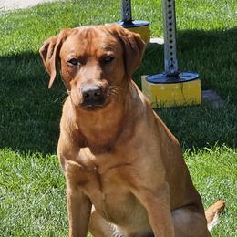 Dart - Labrador Retriever