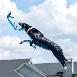 Tick - Border Collie
