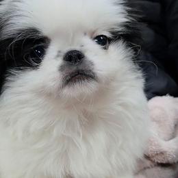 Baxter - Black and white male Japanese Chin puppy in Salem, Oregon from Chinnychinchinofsalem