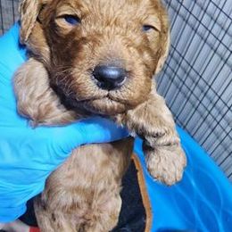 Goldendoodles from Port City Pups