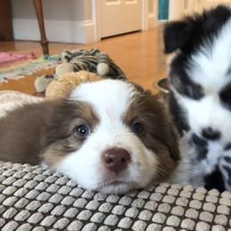 Australian Shepherd Puppies from Black Pond Australian Shepherds