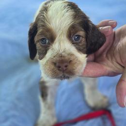 Red - Liver white and roan male English Springer Spaniel puppy in Henagar, Alabama from Windy Oak Kennels