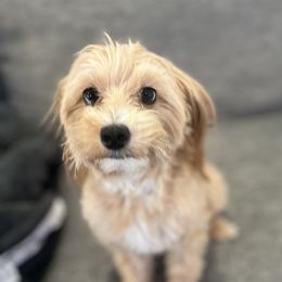 Dolly - Maltipoo