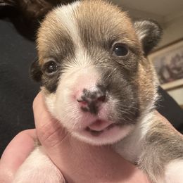 Cupid - Sable female Pembroke Welsh Corgi puppy in Orangevale, California from Corgis of the Heart