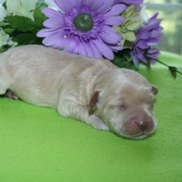 Australian Labradoodle Puppies from Windsor Creek Labradoodles