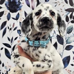 Furby - White and black female Dalmatian puppy in Gray, Georgia from Fuller Spots