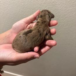 Mo - Dapple male Dachshund puppy in Riverside, California from Mir and Dachshunds