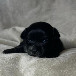 Rizzo - Black and tan male Yorkshire Terrier puppy in Goode, Virginia from Glass Hill Yorkies