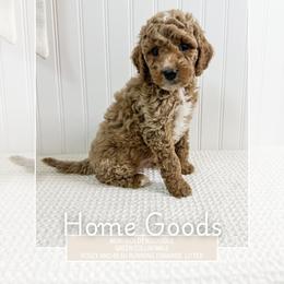 Home Goods - Red  male Goldendoodle puppy in Newcastle, Oklahoma from Ritzy Creek Doodles