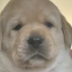 Dark Blue - Labrador Retriever puppy from Timber Creek Labradors