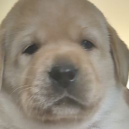 Dark Blue - Labrador Retriever puppy from Timber Creek Labradors