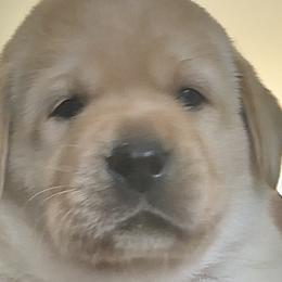 Dark Blue - Labrador Retriever puppy from Timber Creek Labradors