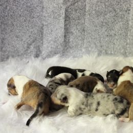 Collie Puppies from Otter Point Collies