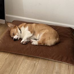 Pembroke Welsh Corgi All Grown Up from G.G.'s Corgis