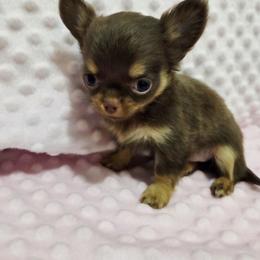 Girl 3 - Chocolate and tan female Chihuahua puppy in Richmond, Virginia from Breens