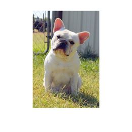 Louie - French Bulldog