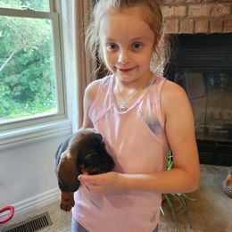 Dachshund Puppies from Two River Wirehaired Dachshunds