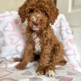 Max - Red  male Goldendoodle puppy in Warsaw, Ohio from Lovabledoodles