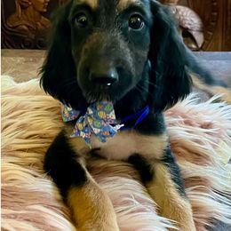 Girl 2 - Black and tan female Afghan Hound puppy in Carlisle, Pennsylvania from Winterberry Afghan Hounds