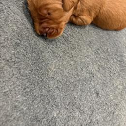 Goldendoodle Puppies from South Georgia Golden Doodle Ranch LLC