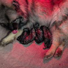 Boy 2 - Black and silver male Keeshond puppy in Fayetteville, Tennessee from Erbekees-Keeshonden