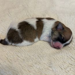 Boy 1 - Tri-color male Coton de Tulear puppy in Oakhurst, California from Gidget Cotons - ACC