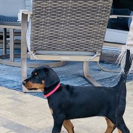 Doberman Pinscher Puppies from TeatreeDoberman