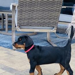 Doberman Pinscher Puppies from TeatreeDoberman