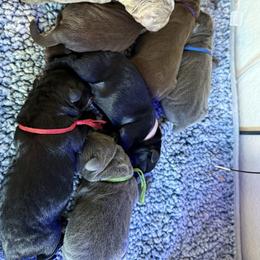 Armani - Charcoal male Dilute Retriever puppy in Orangevale, California from NorCal Silver & Coal Labradors