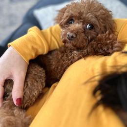 Josie - Poodle