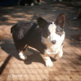 Girl 3 - Black and white American Corgi puppy in Natchitoches. La, Louisiana from Bleu Bayou Corgis