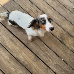 Daisy - Dachshund