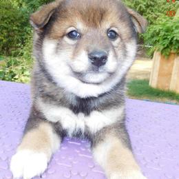 Shiba Inu Puppies from Kawako Shiba Inu