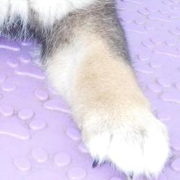 Shiba Inu Puppies from Kawako Shiba Inu