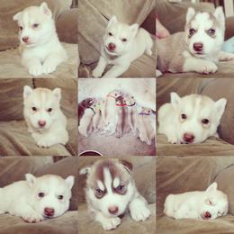 Siberian Husky Puppies from Tricia's Siberians