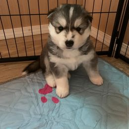 Siberian Husky Puppies from Canace Siberians