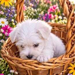 Chex - White male Miniature Schnauzer puppy in Allison, Iowa from Firefly Stables