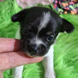 AKC Minnie - Black and white female Chihuahua puppy in Emory, Texas from Mel's Wags & Kisses