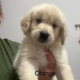 Orange male - Golden male Golden Retriever puppy in Jesup, Georgia from Painted Platinum Retrievers (Painted Platinum Kennel) PPK