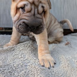 Girl 1 - Brown sable female Chinese Shar-Pei puppy in Autryville, North Carolina from T&D'S Razen Wrinkles Shar-pei
