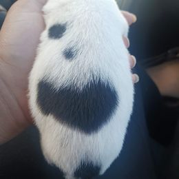 Miniature Schnauzer Puppies from Sabrina Ramirez