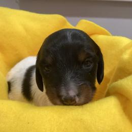 Danny - Piebald Dachshund puppy in Windsor, New York from Sweeney’s Weenie Dogs