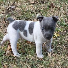 Abilene - White and blue female Rat Terrier puppy in Lynn, Alabama from Cryptic Rat Terriers