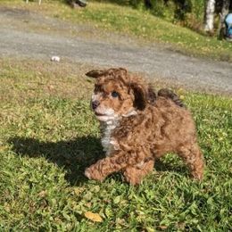 Aussiedoodle Puppies from Paisleys Doodles AK